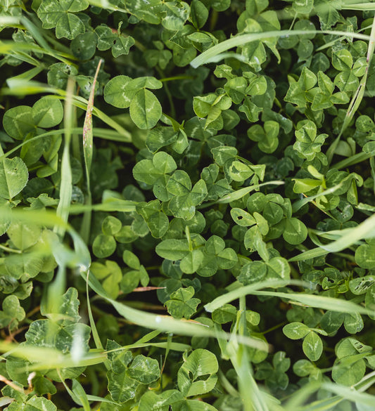 Clover