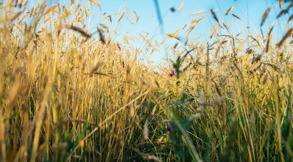 Through the field