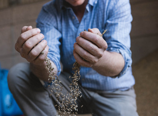 Processing rye