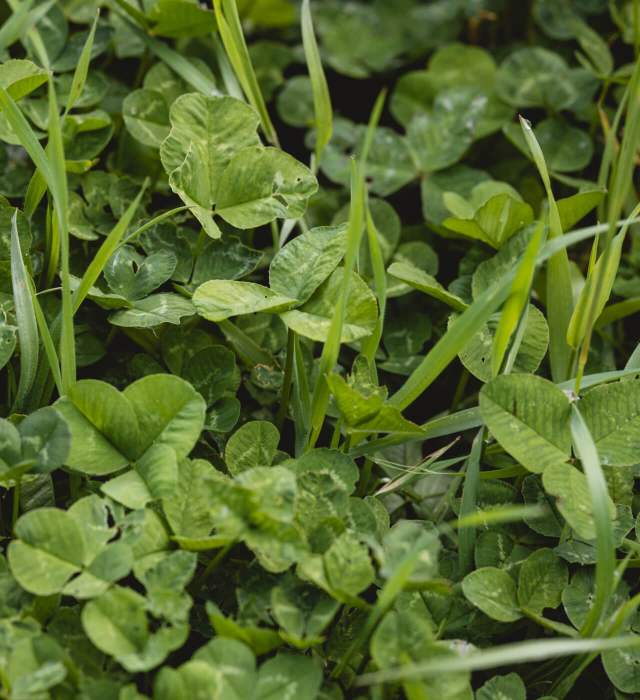 We plant an understory of clover - a natural fertiliser