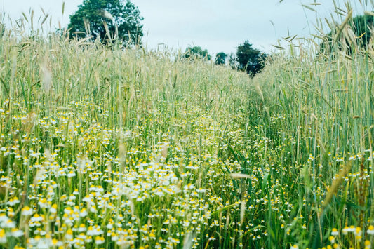 kent wildflower seeds WHISKY & WILDFLOWERS